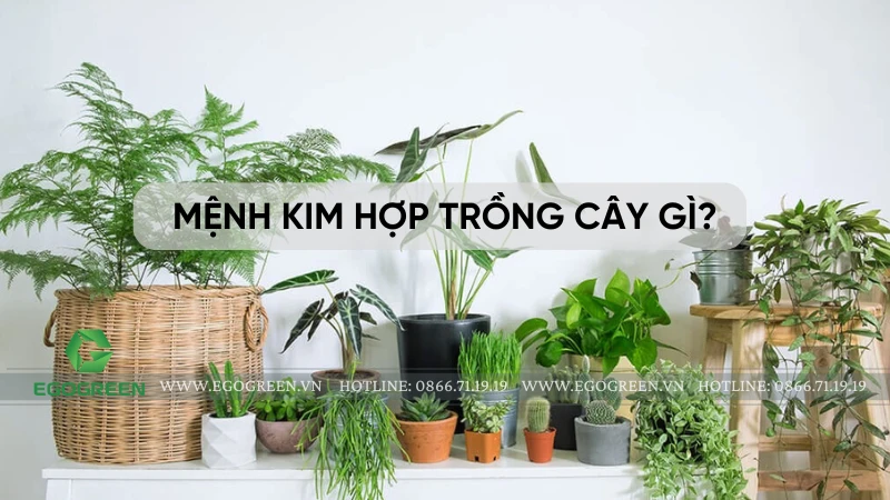 Mệnh Kim hợp cây gì? 7 cây phong thủy mang lại tài lộc và may mắn cho gia chủ